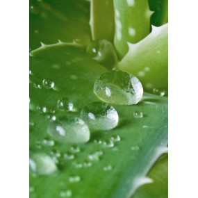 Face Cream Hydrating (50 ml)-0