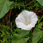 Ackerwinde (Convolvolus arvensis) Ackerwinde (Convolvolus arvensis)