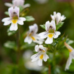 Augentrost (Euphrasia offi cinalis) Augentrost (Euphrasia offi cinalis)