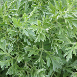 Beifuß (Artemisia vulgaris)