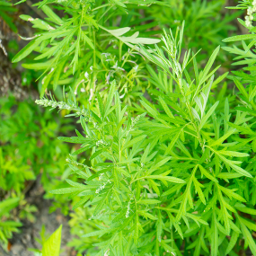 Beifuß einjährig (Artemisia annua)