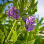 Beinwell (Symphytum officinale)