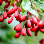 Berberitze (Berberis vulgaris) Berberitze (Berberis vulgaris)