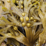 Blasentang (Fucus vesiculosus) Blasentang (Fucus vesiculosus)