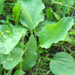 Breitwegerich (Plantago major) Breitwegerich (Plantago major)