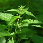 Brennnessel (Urtica dioica) Brennnessel (Urtica dioica)