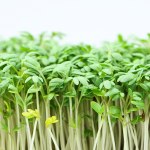 Brunnenkresse (Nasturtium officinale) Brunnenkresse (Nasturtium officinale)