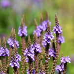Eisenkraut (Verbena officinalis) Eisenkraut (Verbena officinalis)