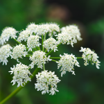 Engelwurz (Angelica archangelica) Engelwurz (Angelica archangelica)