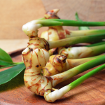 Galgant (Alpina officinarum) Galgant (Alpina officinarum)