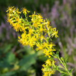 Goldrute (Solidago virgaurea) Goldrute (Solidago virgaurea)