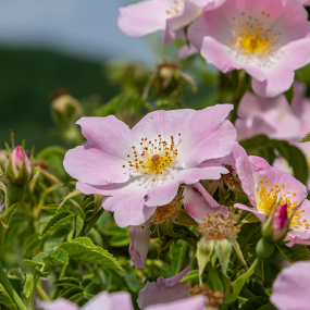 Heckenrose (rosa canina)