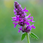 Heilziest (Stachy officinalis) Heilziest (Stachy officinalis)