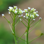 Hirtentäschel (Capsella bursa-pastoris) Hirtentäschel (Capsella bursa-pastoris)