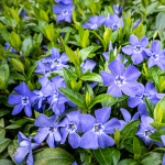 Immergrün (Vincor Minor) Immergrün (Vincor Minor)