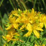 Johanniskraut (Hypericum perforatum) Johanniskraut (Hypericum perforatum)
