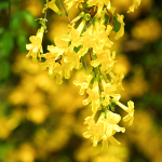 Katzenkralle (Uncaria tomentosa) Katzenkralle (Uncaria tomentosa)