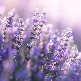 Lavendel (Lavandula officinalis)