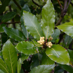 Lorbeer (Laurus nobilis) Lorbeer (Laurus nobilis)