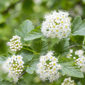 Mädesüß (Filipendula ulmaria)