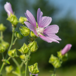 Malve / Käsepappel (Malva sylvestris) Malve / Käsepappel (Malva sylvestris)
