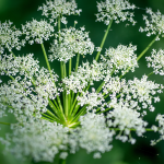 Meisterwurz (Peucedanum ostruthium) Meisterwurz (Peucedanum ostruthium)