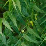 Neem (Azardirachta indica) Neem (Azardirachta indica)