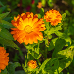 Ringelblume (Calendula officinalis)