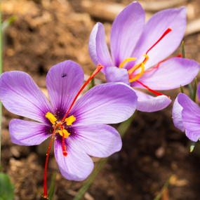 Safran (Crocus sativus)