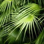 Sägepalme (Sabal serrulatum) Sägepalme (Sabal serrulatum)