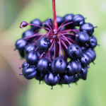 Taigawurzel (Eleutherococcus senticosus) Taigawurzel (Eleutherococcus senticosus)