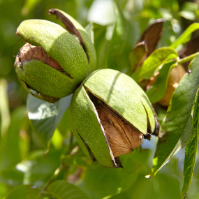 Walnuss (Juglans)