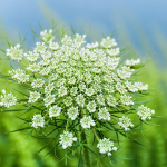 Wilde Karotte (Daucus carota) Wilde Karotte (Daucus carota)
