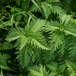 Wolfstrapp (Lycopus virginicus) Wolfstrapp (Lycopus virginicus)