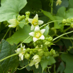 Zaunrübe (Bryonia alba)