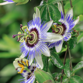 Passionsblume
