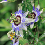Passionsblume Passionsblume