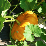 Kürbis