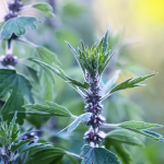 Herzgespann Herzgespann