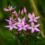 Tausendgüldenkraut Tausendgüldenkraut