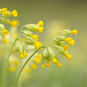 Schlüsselblume
