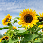 Sonnenblume Sonnenblume