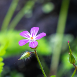 Storchenschnabel Storchenschnabel