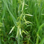 Grünes Haferkraut Grünes Haferkraut