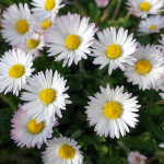 Gänseblümchen (Pellis perennis) Gänseblümchen (Pellis perennis)