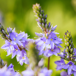 Ehrenpreis Ehrenpreis