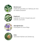 Alpensegen Kräuterkomplex Meisterkräuter (50 ml)