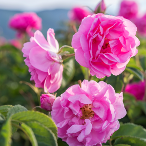 Alpensegen Rose (Rosa damascena)
