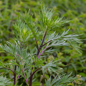 gemeiner Beifuß (Artemisia vulgaris)