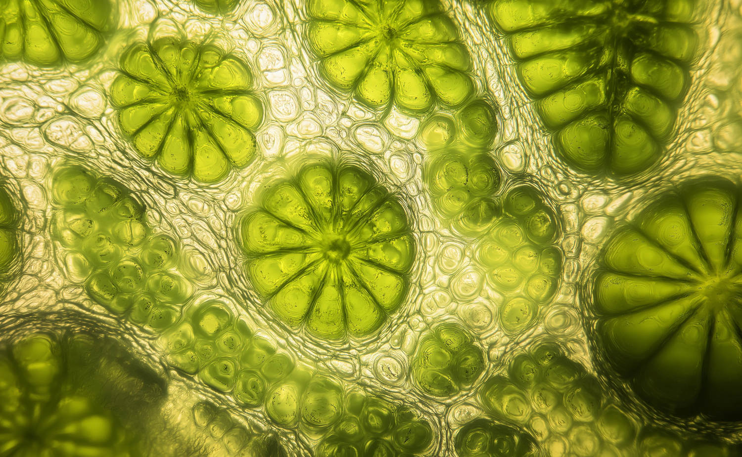 Nahaufnahme von leuchtend grünen, blumenartigen Mikroalgen-Zellen oder einer Pflanzenstruktur, oft assoziiert mit Omega-3-Fettsäuren und Algenöl-Produktion.